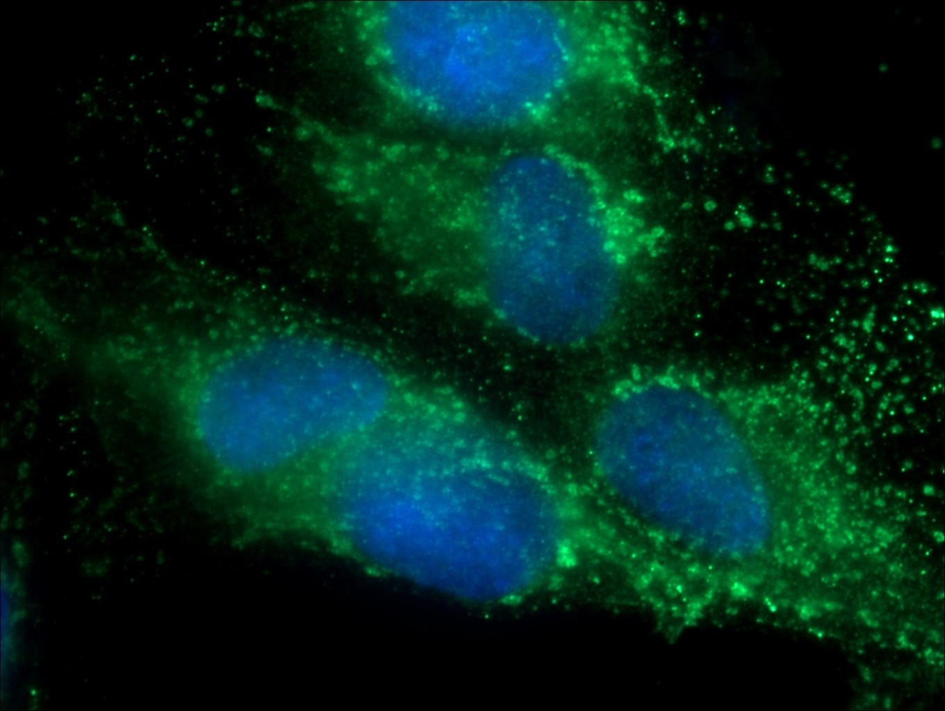 Immunofluorescence (IF) / fluorescent staining of ROS1728 cells using C10orf58 Polyclonal antibody (20446-1-AP)