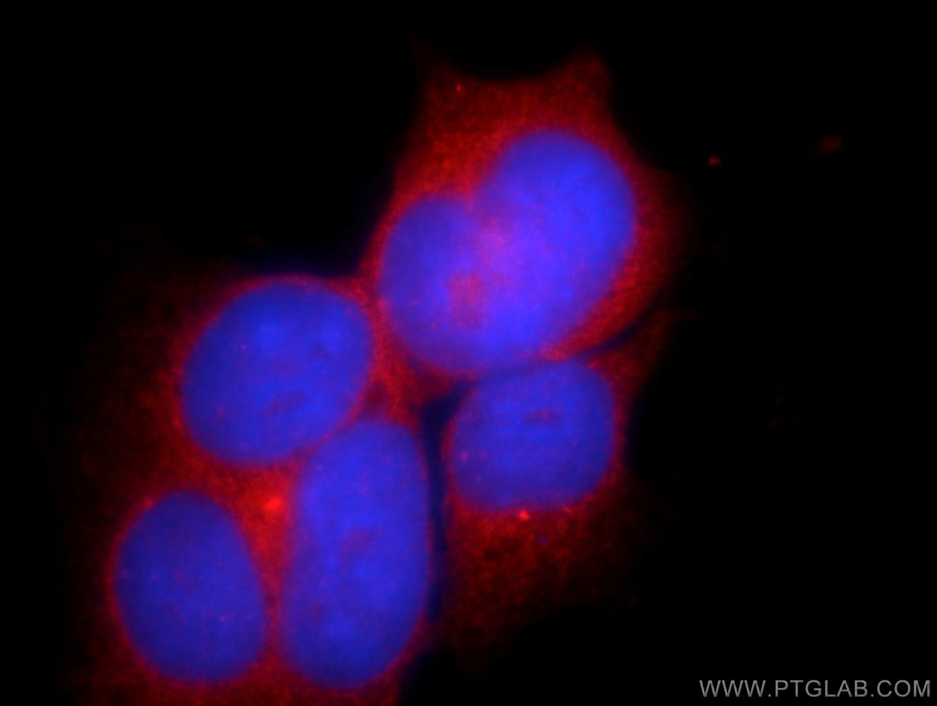 Immunofluorescence (IF) / fluorescent staining of HEK-293 cells using C10orf68 Polyclonal antibody (24975-1-AP)