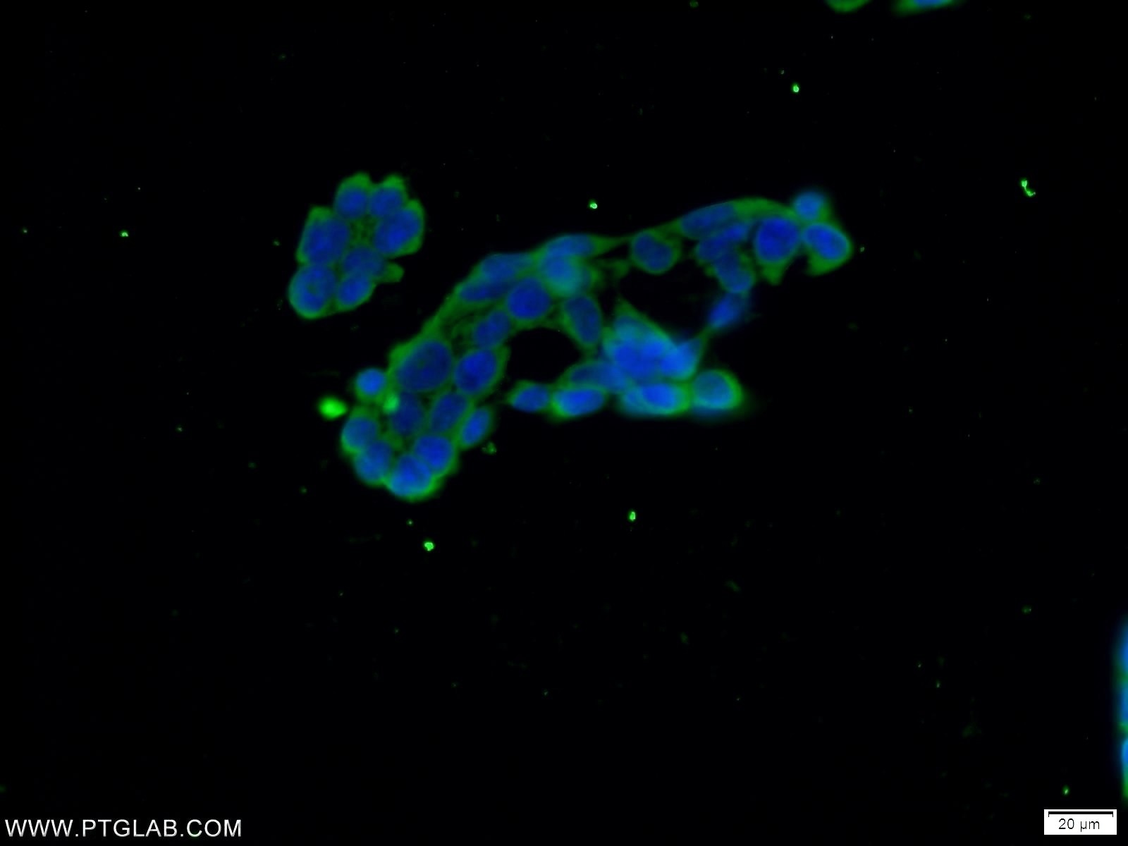 Immunofluorescence (IF) / fluorescent staining of HEK-293 cells using C10orf68 Polyclonal antibody (24975-1-AP)