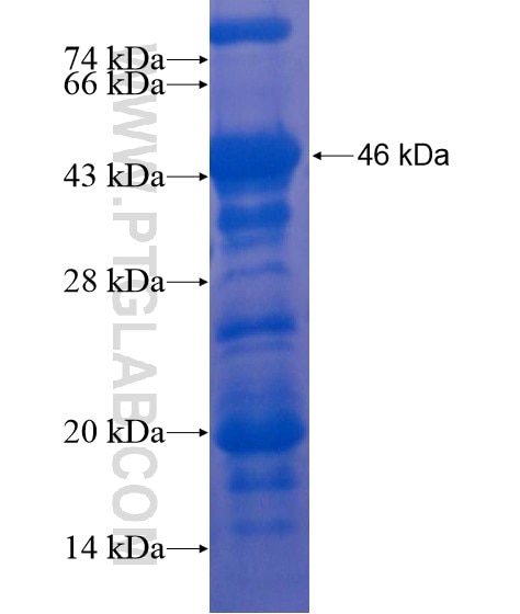 C10orf68 fusion protein Ag21682 SDS-PAGE
