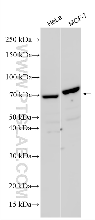Western Blot (WB) analysis of various lysates using C10orf76 Polyclonal antibody (33627-1-AP)