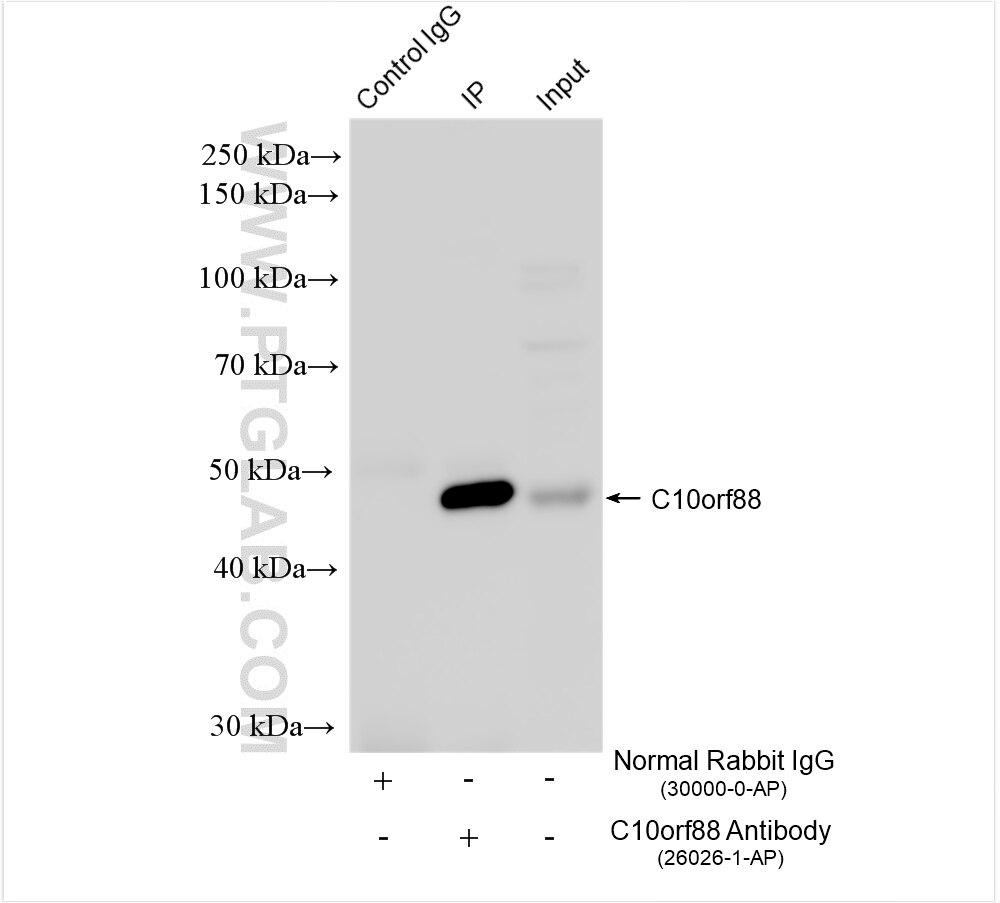 C10orf88