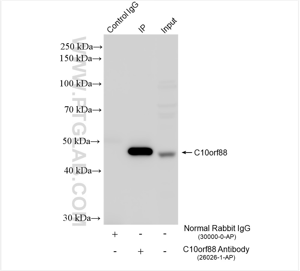 Immunoprecipitation (IP) experiment of HEK-293 cells using C10orf88 Polyclonal antibody (26026-1-AP)