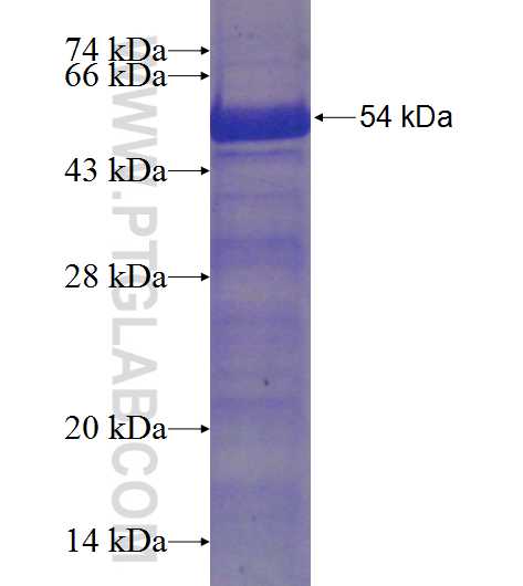 C10orf88 fusion protein Ag22971 SDS-PAGE
