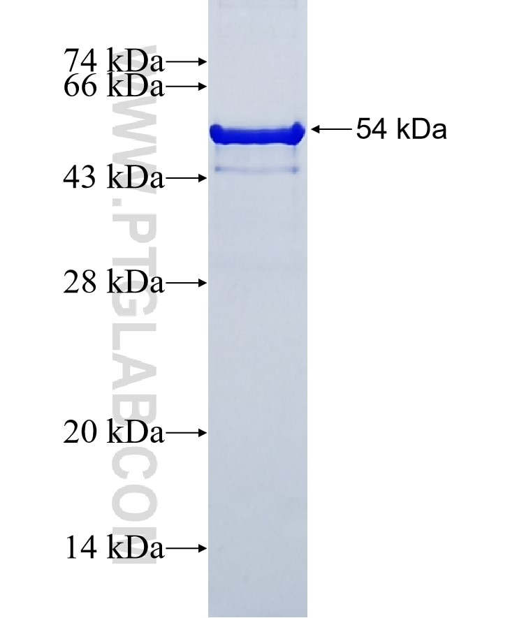 C10orf90 fusion protein Ag32956 SDS-PAGE
