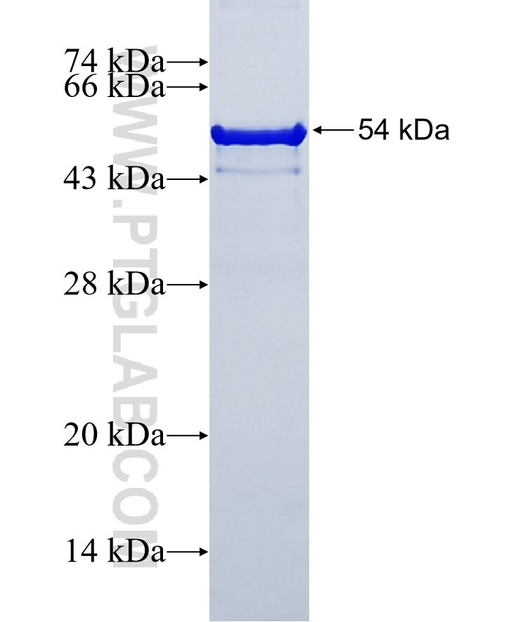 C10orf90 fusion protein Ag32956 SDS-PAGE