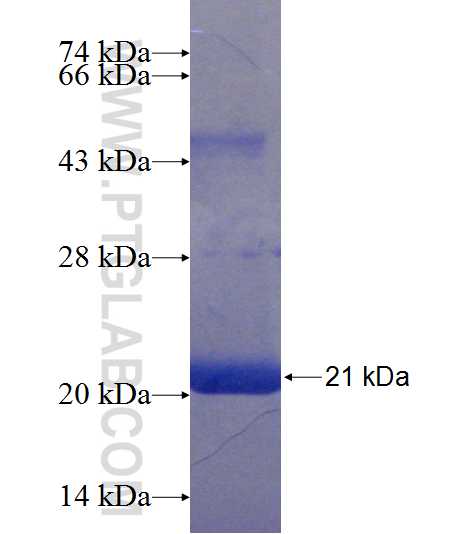 C10orf97 fusion protein Ag23500 SDS-PAGE