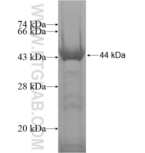 C11orf2,ANG2 fusion protein Ag15168 SDS-PAGE