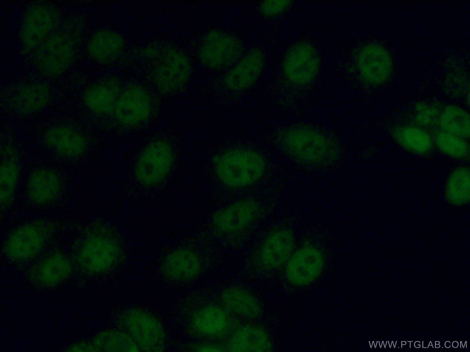 Immunofluorescence (IF) / fluorescent staining of MCF-7 cells using C11orf30 Polyclonal antibody (26212-1-AP)