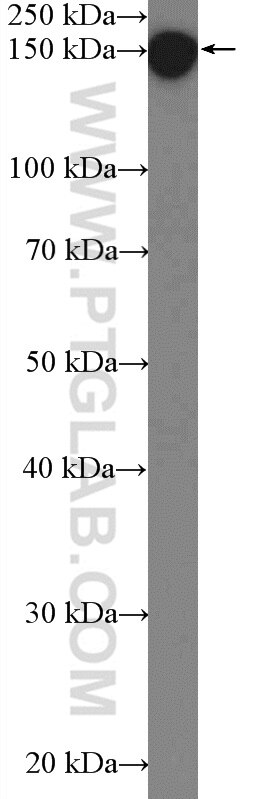 Western Blot (WB) analysis of MCF-7 cells using C11orf30 Polyclonal antibody (26212-1-AP)