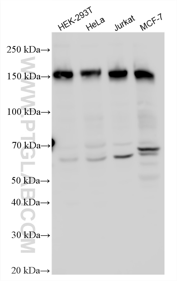 Various lysates were subjected to SDS PAGE followed by western blot with 26212-1-AP (C11orf30 antibody) at dilution of 1:600 incubated at room temperature for 1.5 hours. Western Blot (WB) analysis of various lysates using C11orf30 Polyclonal antibody (26212-1-AP)