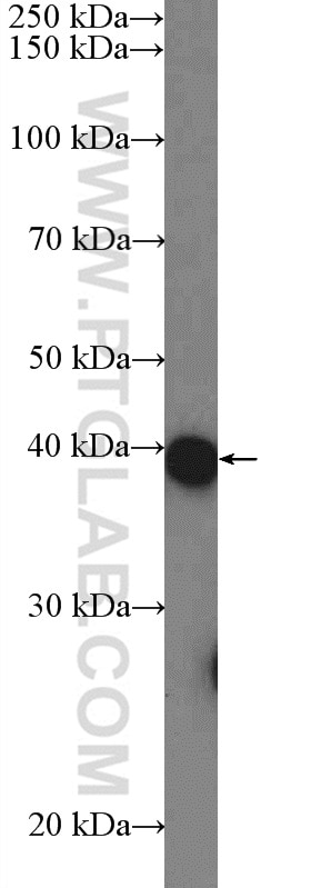 Western Blot (WB) analysis of MCF-7 cells using C11orf42 Polyclonal antibody (20919-1-AP)