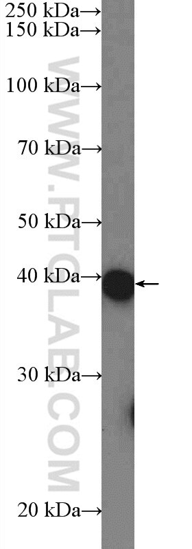 Western Blot (WB) analysis of MCF-7 cells using C11orf42 Polyclonal antibody (20919-1-AP)