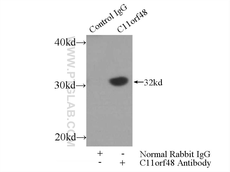 Immunoprecipitation (IP) experiment of HepG2 cells using C11orf48 Polyclonal antibody (24389-1-AP)