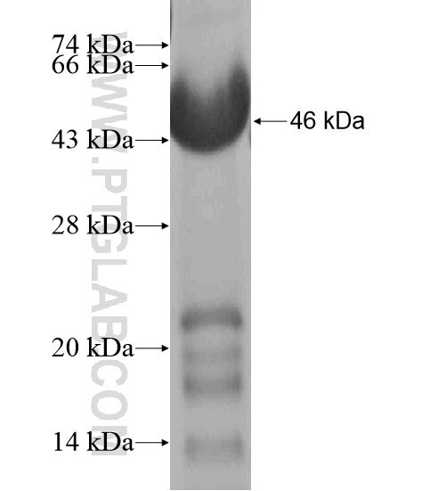 C11orf48 fusion protein Ag20028 SDS-PAGE