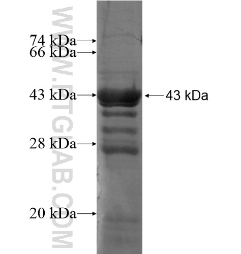 C11orf51 fusion protein Ag14237 SDS-PAGE