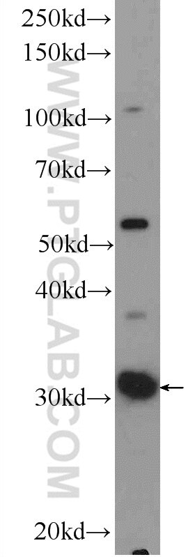 Western Blot (WB) analysis of rat liver tissue using C11orf54 Polyclonal antibody (23251-1-AP)