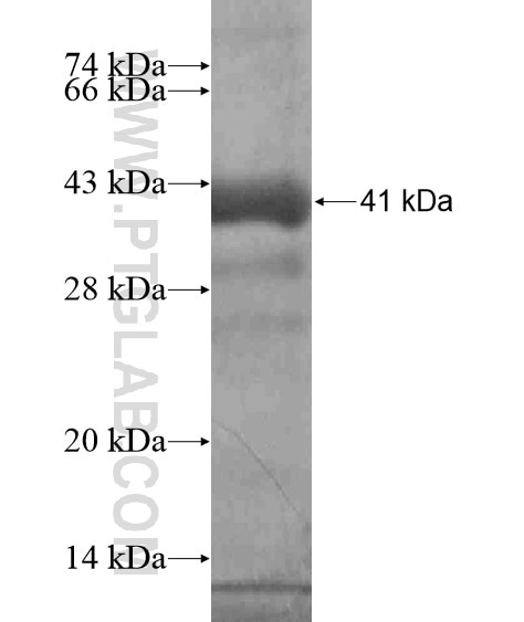 C11orf54 fusion protein Ag19731 SDS-PAGE