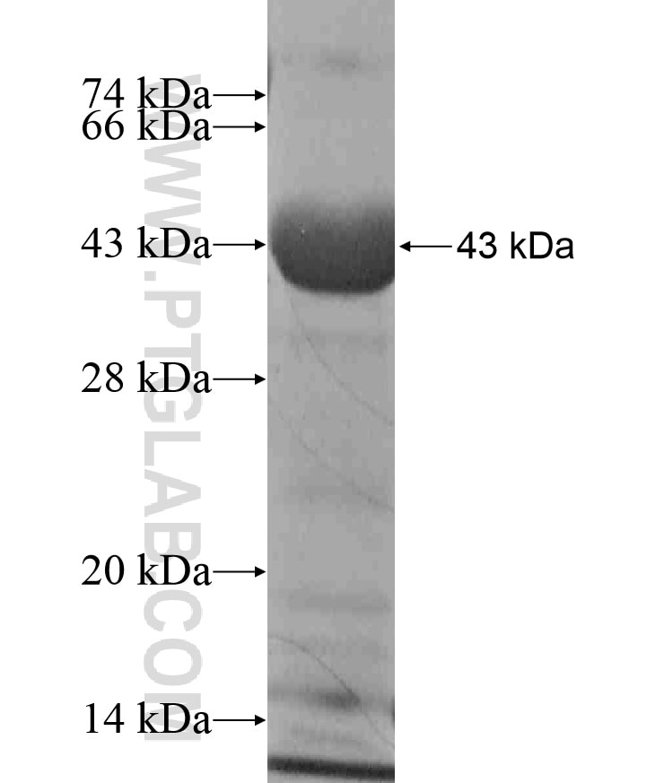 C11orf60 fusion protein Ag18328 SDS-PAGE