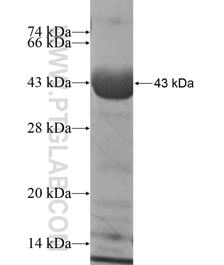 C11orf60 fusion protein Ag18328 SDS-PAGE C11orf60 fusion protein Ag18328 SDS-PAGE