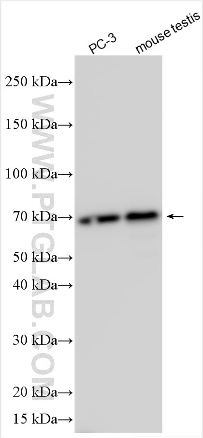 WB analysis using 31747-1-AP (same clone as 31747-1-PBS) Western Blot (WB) analysis of various lysates using C11orf61 Polyclonal antibody (31747-1-AP)