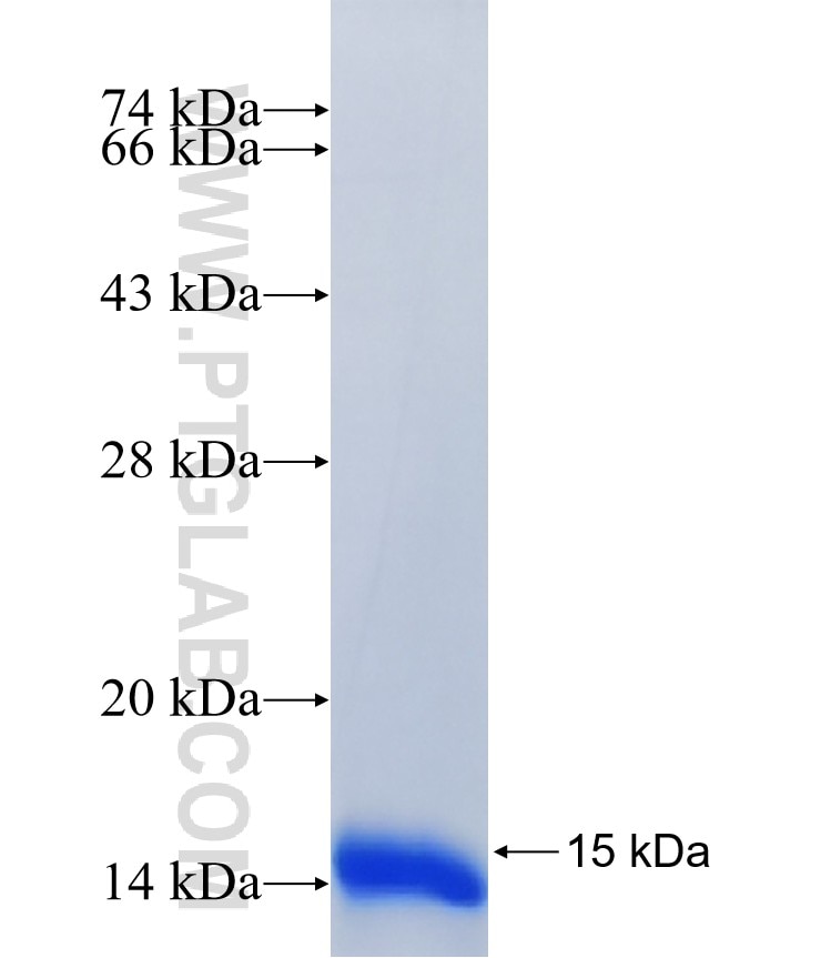 C11orf65 fusion protein Ag40642 SDS-PAGE C11orf65 fusion protein Ag40642 SDS-PAGE