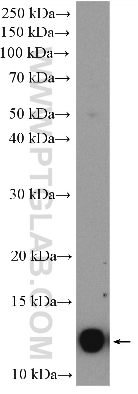 Western Blot (WB) analysis of MCF-7 cells using C11orf67 Polyclonal antibody (20414-1-AP)