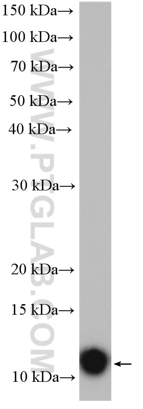 Western Blot (WB) analysis of mouse testis tissue using C11orf67 Polyclonal antibody (20414-1-AP)