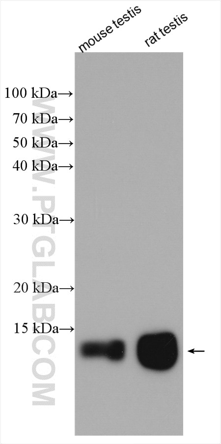 Western Blot (WB) analysis of mouse testis tissue using C11orf67 Polyclonal antibody (20414-1-AP)