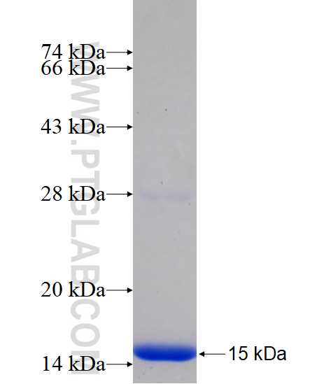 C11orf67 fusion protein Ag14729 SDS-PAGE
