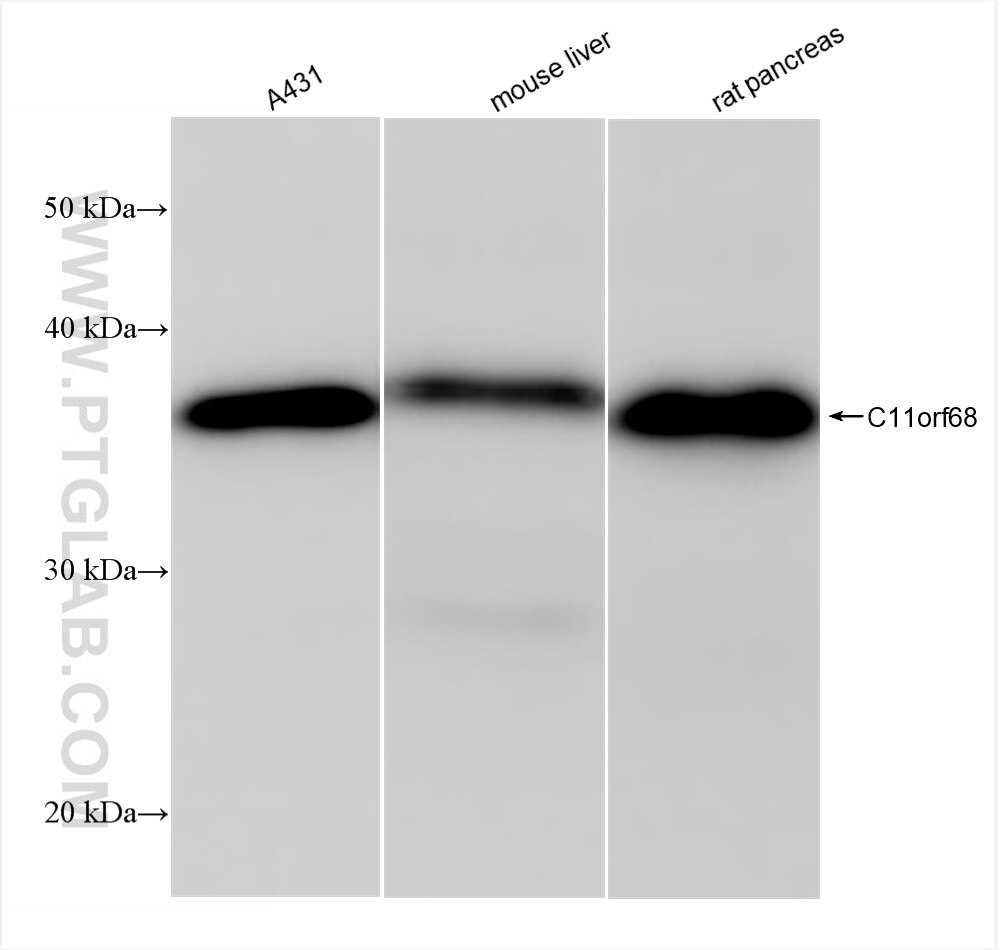 Western Blot (WB) analysis of various lysates using C11orf68 Recombinant antibody (84725-4-RR)