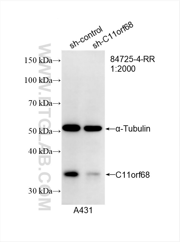 Western Blot (WB) analysis of A431 cells using C11orf68 Recombinant antibody (84725-4-RR)