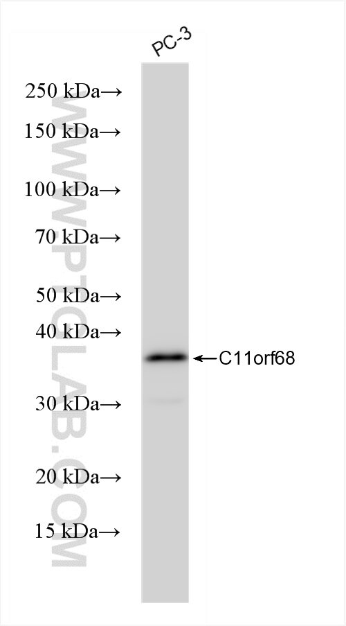 Western Blot (WB) analysis of PC-3 cells using C11orf68 Recombinant antibody (84725-5-RR)