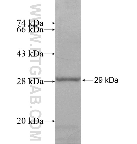 C11orf70 fusion protein Ag14786 SDS-PAGE