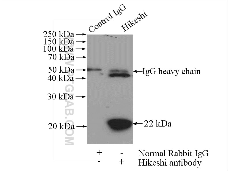 Immunoprecipitation (IP) experiment of mouse brain tissue using Hikeshi Polyclonal antibody (14808-1-AP)
