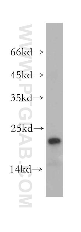 Western Blot (WB) analysis of mouse kidney tissue using Hikeshi Polyclonal antibody (14808-1-AP)