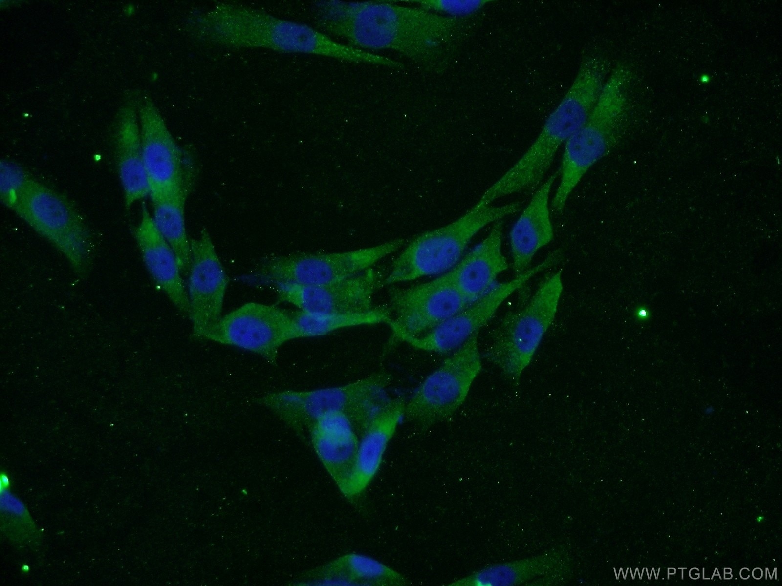 Immunofluorescence (IF) / fluorescent staining of A375 cells using Hikeshi Polyclonal antibody (20524-1-AP)