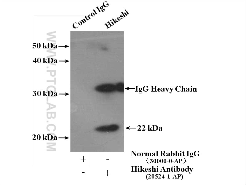 Immunoprecipitation (IP) experiment of mouse brain tissue using Hikeshi Polyclonal antibody (20524-1-AP)