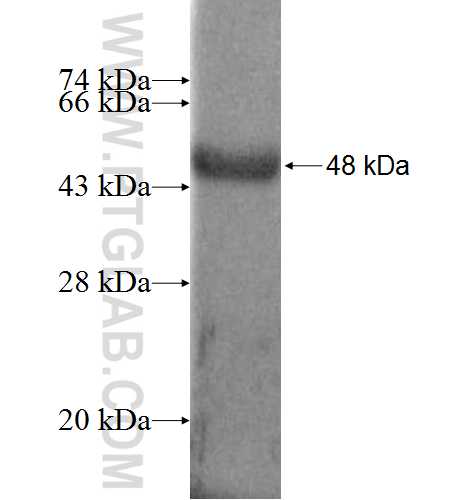 C11orf73 fusion protein Ag6530 SDS-PAGE