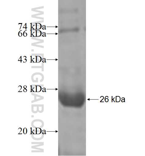 C11orf73 fusion protein Ag6866 SDS-PAGE