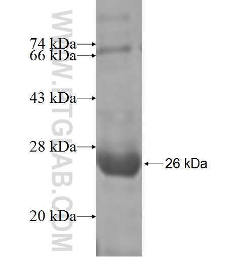 C11orf73 fusion protein Ag6866 SDS-PAGE