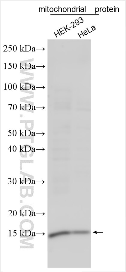 Western Blot (WB) analysis of various lysates using SDH5 Polyclonal antibody (19906-1-AP)