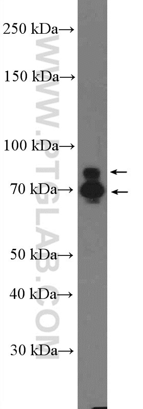 Western Blot (WB) analysis of L02 cells using C11orf80 Polyclonal antibody (25957-1-AP)