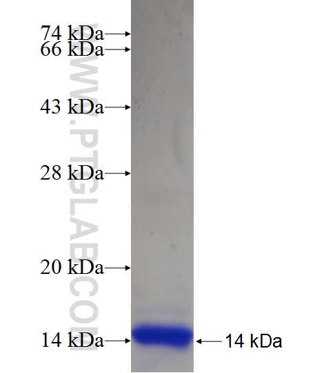 C11orf83 fusion protein Ag22442 SDS-PAGE