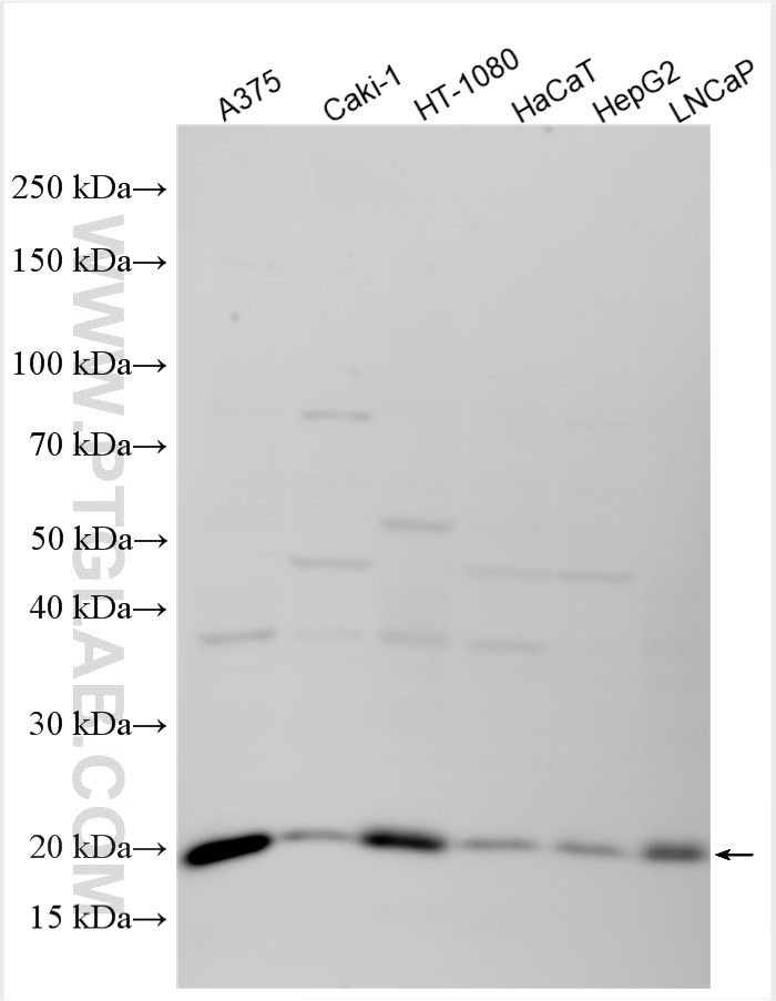 Western Blot (WB) analysis of various lysates using C11orf98 Polyclonal antibody (31962-1-AP)