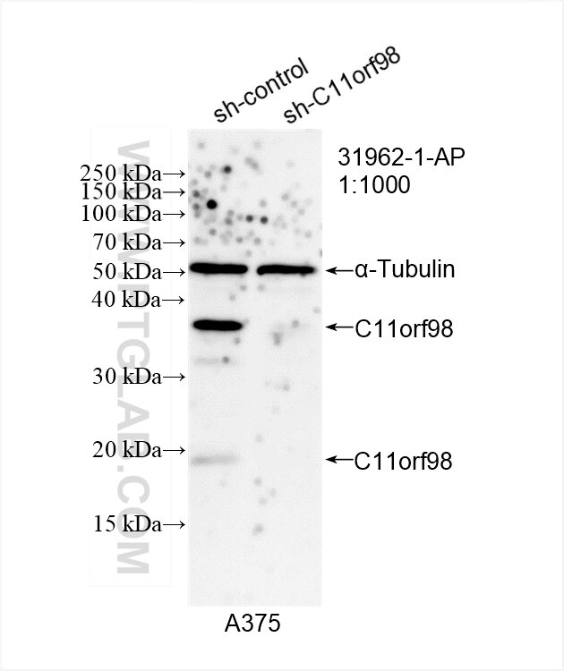 Western Blot (WB) analysis of A375 cells using C11orf98 Polyclonal antibody (31962-1-AP)