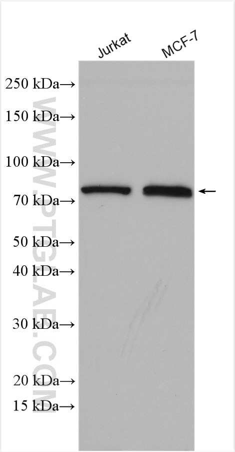 Western Blot (WB) analysis of various lysates using ASUN Polyclonal antibody (19892-1-AP)