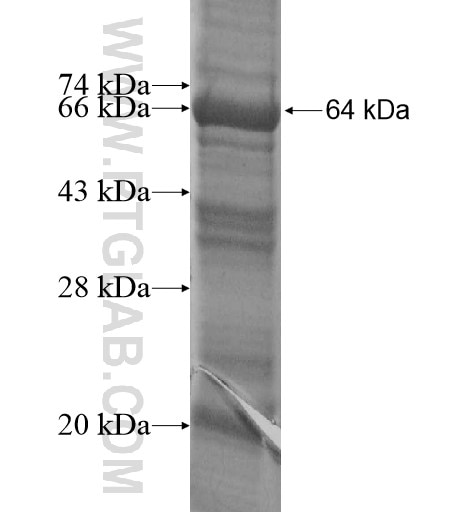 C12orf11 fusion protein Ag13727 SDS-PAGE