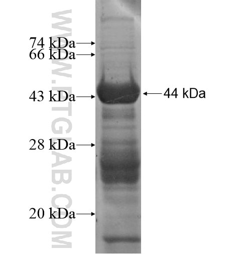 C12orf11 fusion protein Ag13768 SDS-PAGE