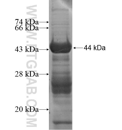 C12orf11 fusion protein Ag13768 SDS-PAGE